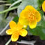 Caltha palustris